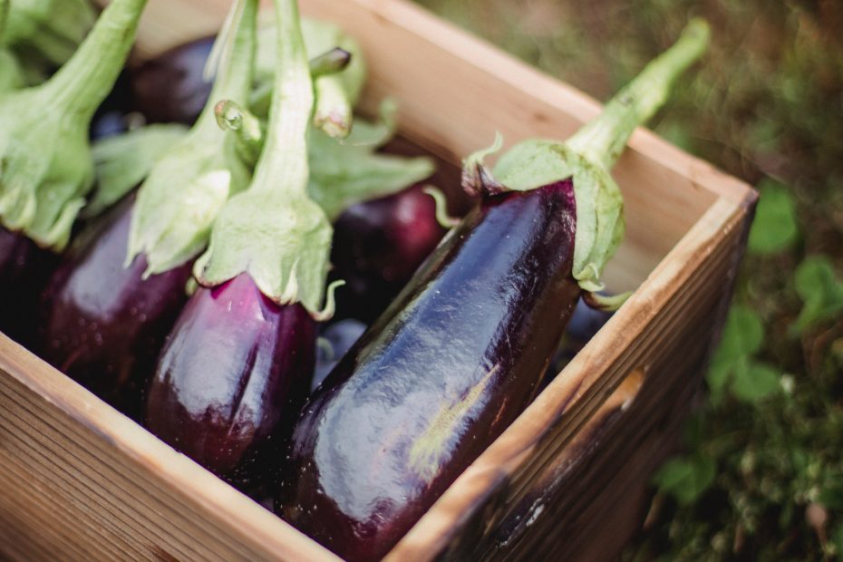 Ripe healthy eggplants placed in box in farm